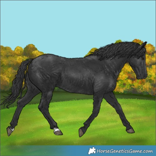 Horse Color:Black 
