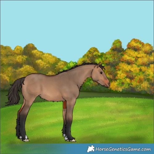 Horse Color:Bay Dun 