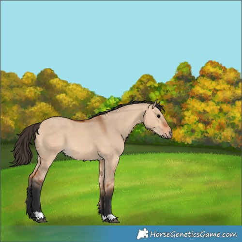 Horse Color:Bay Dun 