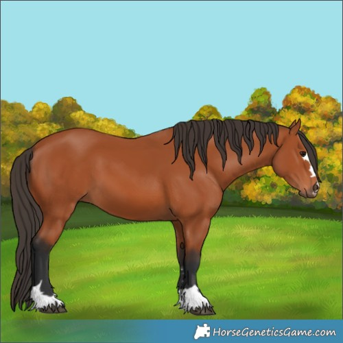 Horse Color:Bay 