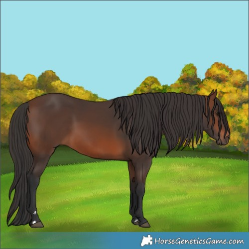 Horse Color:Brown 