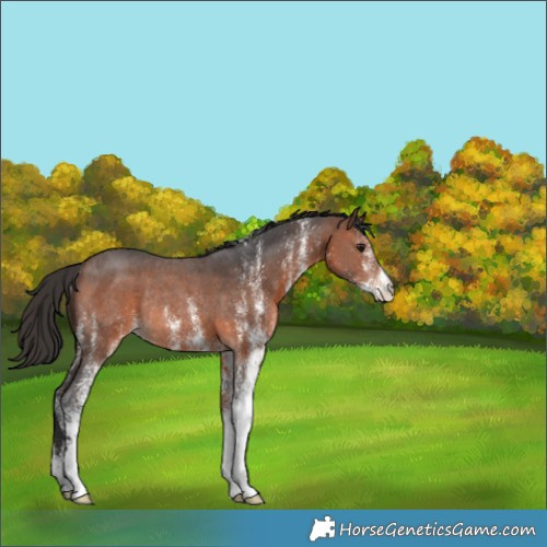 Horse Color:White Spotted Brown Rabicano 