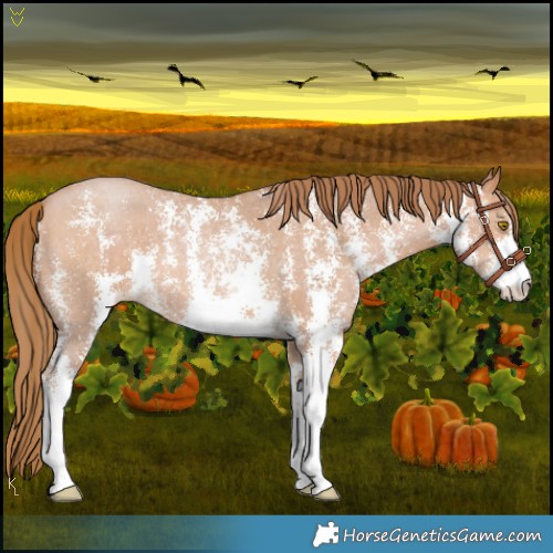 Horse Color:Bay Pearl Sabino