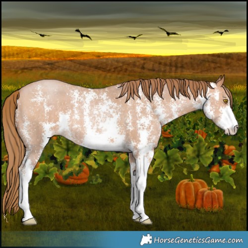 Horse Color:Bay Pearl Sabino 