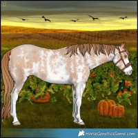 Horse Color:Bay Pearl Sabino 
