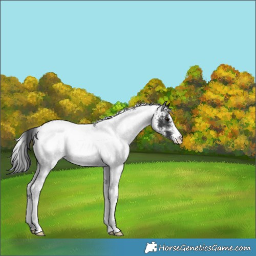 Horse Color:White Spotted Black 