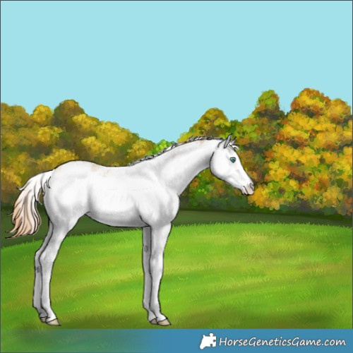 Horse Color:White Spotted Smoky Black Pearl Rabicano 