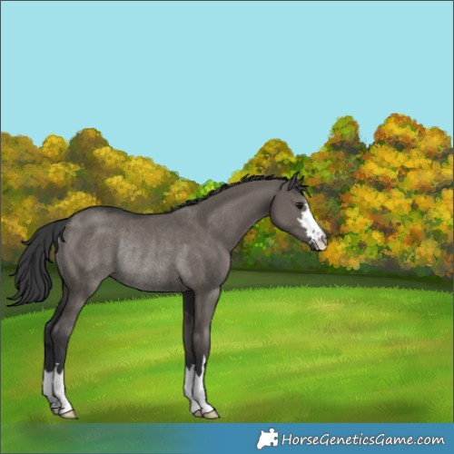 Horse Color:Grullo Rabicano 