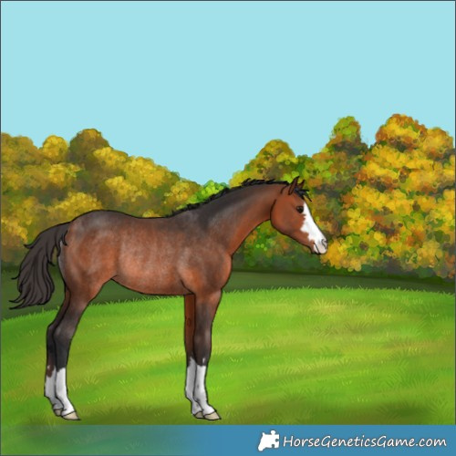 Horse Color:Bay Rabicano 