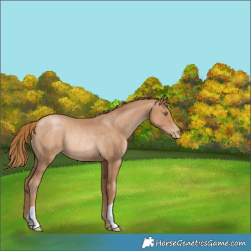 Horse Color:Chestnut Pearl Rabicano 