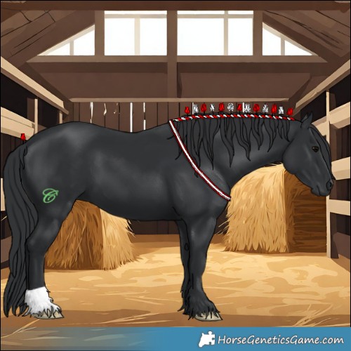 Horse Color:Black 