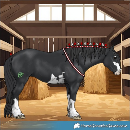Horse Color:Black 