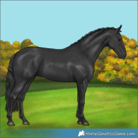 Horse Color:Black 