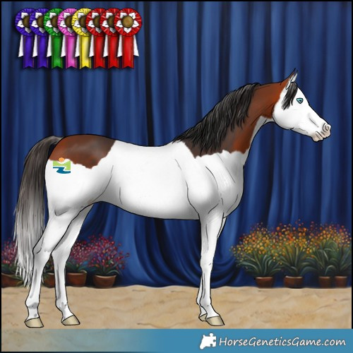 Horse Color:Bay Splash 