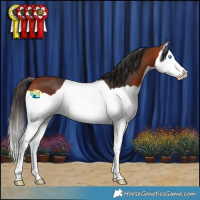 Horse Color:Bay Splash 