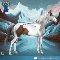 Horse Color:Brown Tobiano 