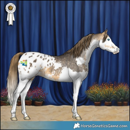 Horse Color:Buckskin Splash Blanket Rabicano 