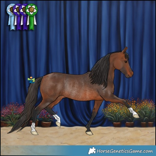 Horse Color:Bay Rabicano 