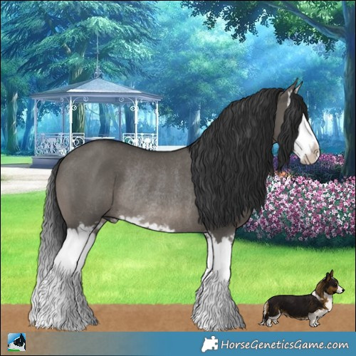 Horse Color:Grullo Splash Rabicano 
