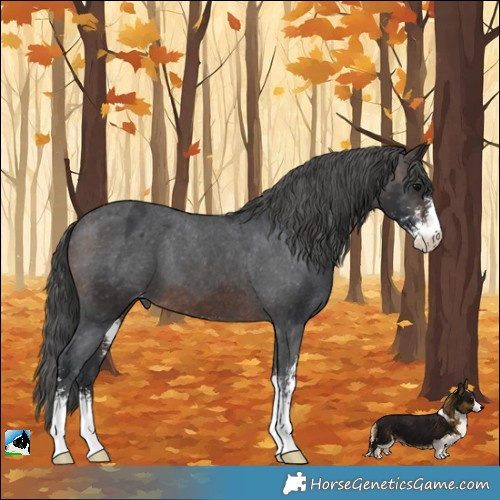 Horse Color:Brown Sabino Appaloosa 