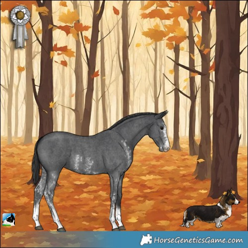 Horse Color:Black Sabino Appaloosa