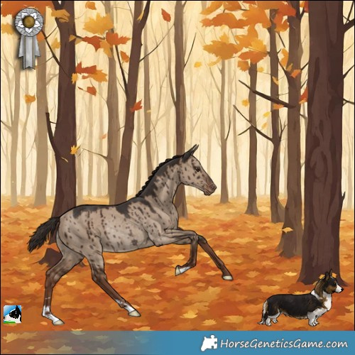 Horse Color:Liver Red Dun Appaloosa Rabicano Brindle 