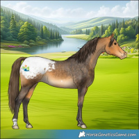 Horse Color:Buckskin Appaloosa 