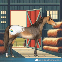 Horse Color:Buckskin Appaloosa 