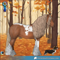 Horse Color:Chestnut Tobiano