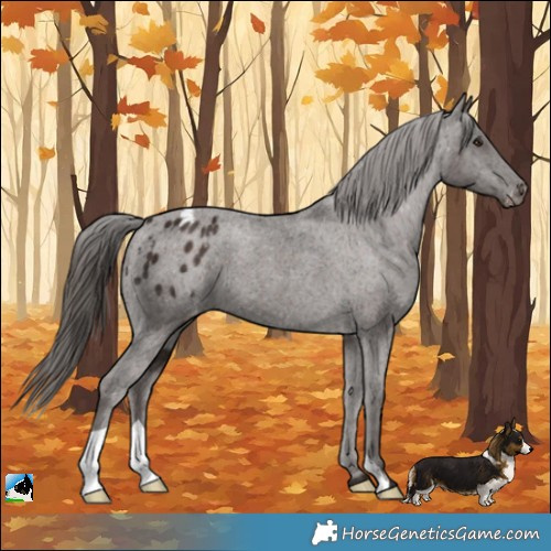 Horse Color:Liver Chestnut Appaloosa 