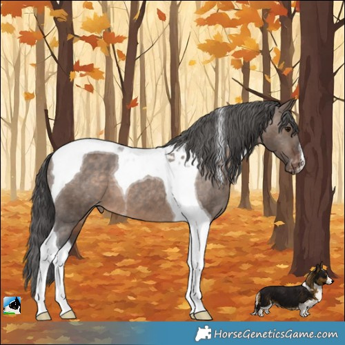 Horse Color:Brown Dun Tobiano Appaloosa 