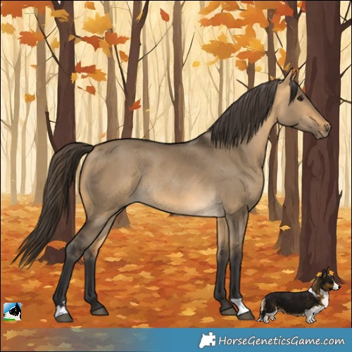 Horse Color:Buckskin Dun Rabicano 