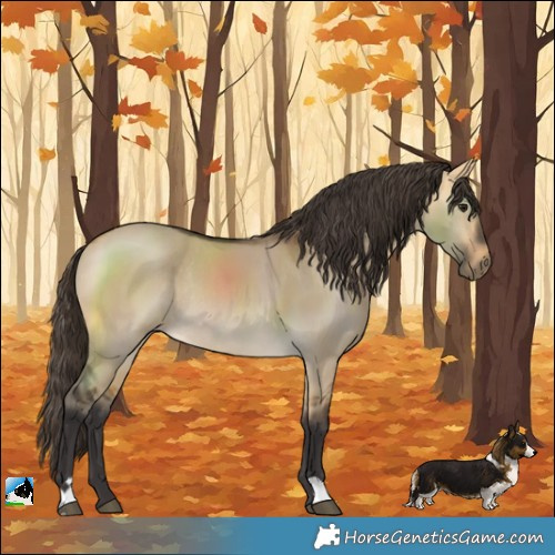 Horse Color:Buckskin Dun Rabicano