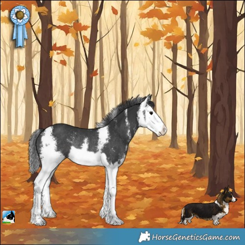 Horse Color:Black Sabino Splash Rabicano 