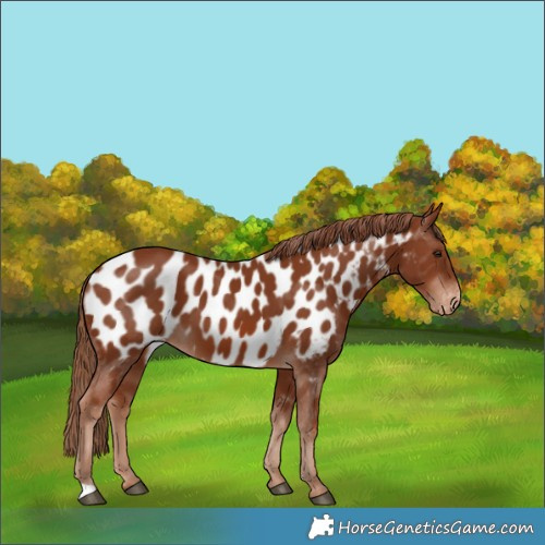 Horse Color:Chestnut Appaloosa 