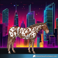Horse Color:Chestnut Appaloosa 
