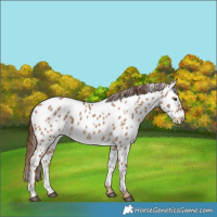 Horse Color:Red Dun Appaloosa 