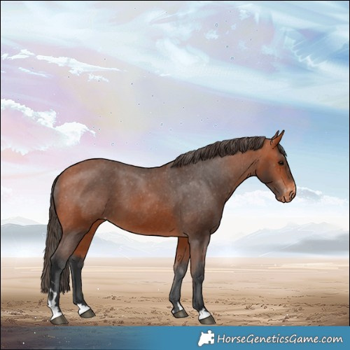 Horse Color:Bay Appaloosa