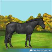 Horse Color:Black 
