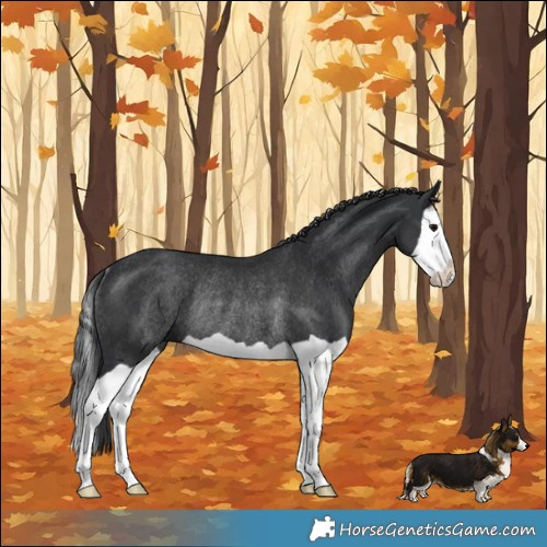 Horse Color:Black Splash Rabicano 