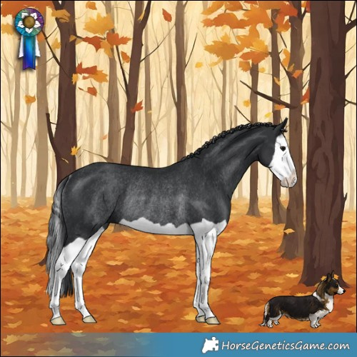 Horse Color:Black Splash Rabicano 