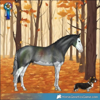 Horse Color:Black Splash Rabicano 