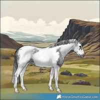 Horse Color:White Spotted Black Splash Tobiano Frame Appaloosa 