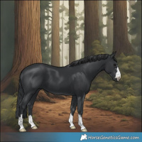 Horse Color:Black 