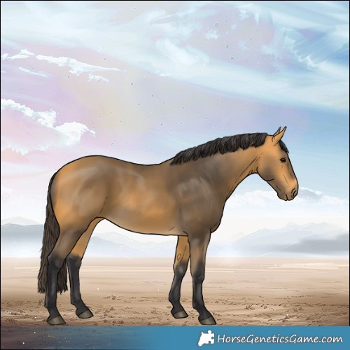 Horse Color:Buckskin 