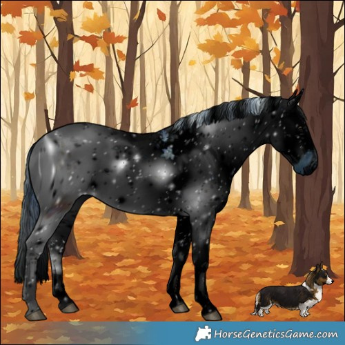 Horse Color:ERROR: UNKNOWN ANOMALY