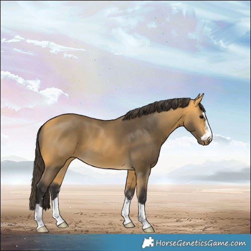 Horse Color:Buckskin 