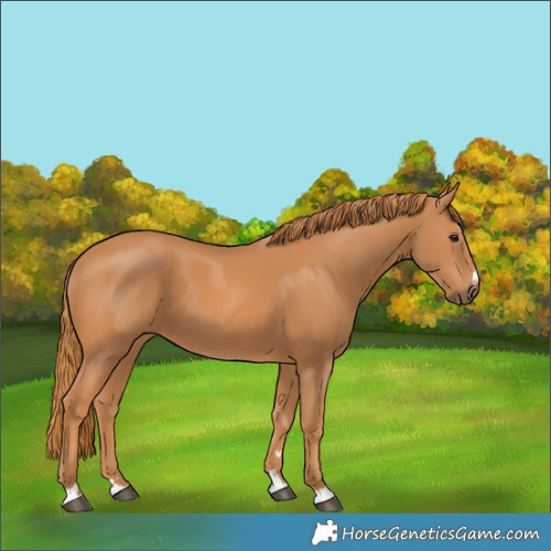 Horse Color:Chestnut 