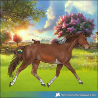 Horse Color:Chestnut Tobiano
