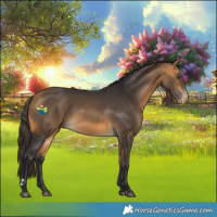 Horse Color:Buckskin Varnish Rabicano 